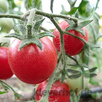 Rote Prachtvolle Tomatensorte mit feinen Härchen