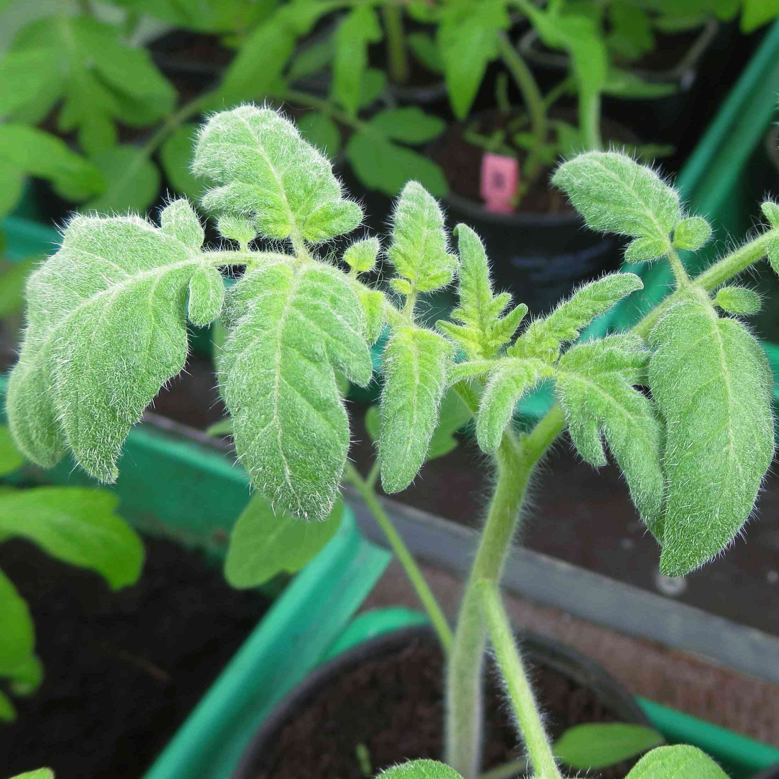 Tomatensaatgut Velvet Red
