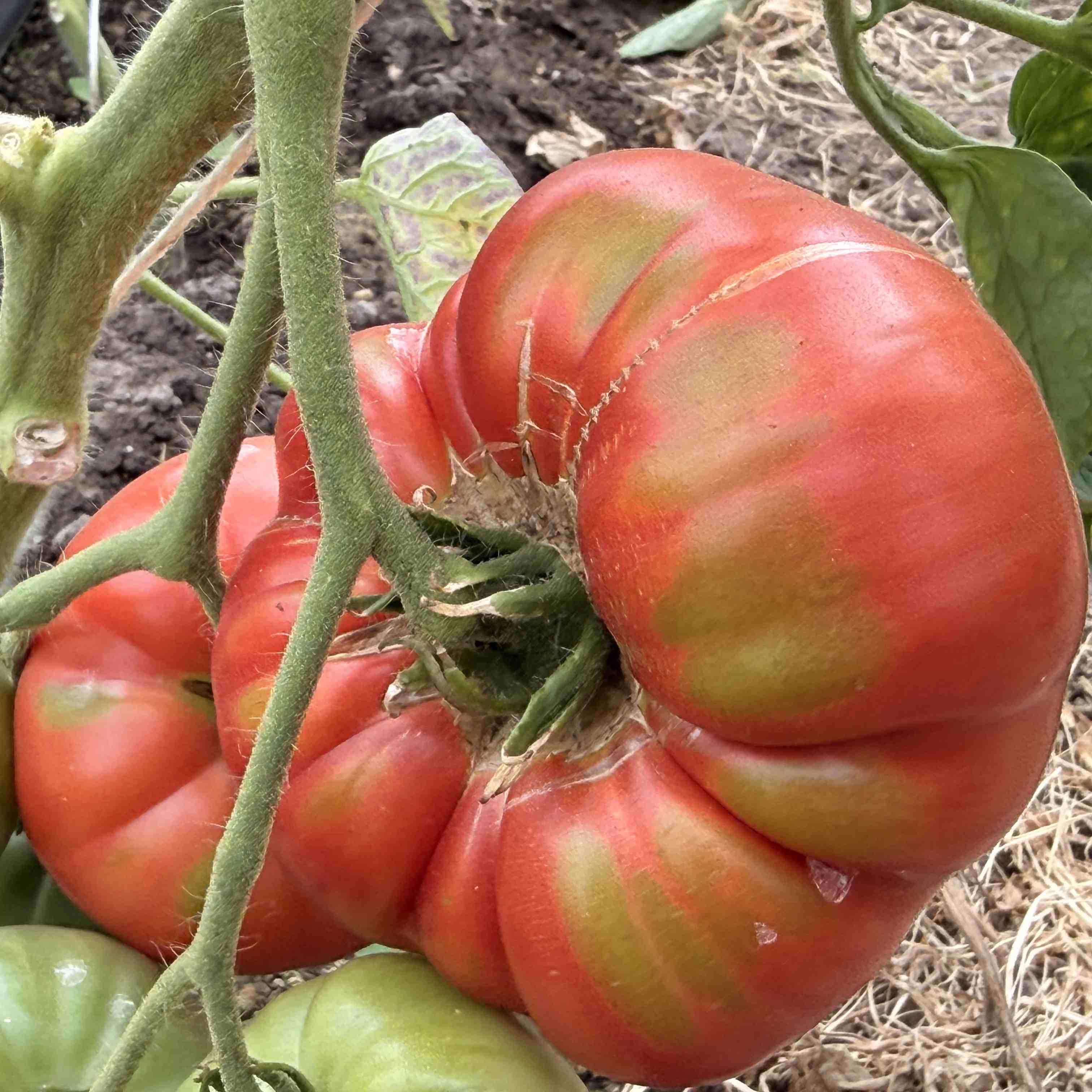 Tomatensaatgut Cabin Fever