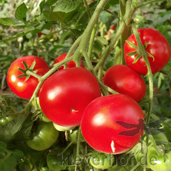 Rote Bio Tomatenpflanze mit Prachtvollem Geschmack