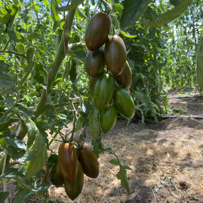 Tomatensamen kleverhof_braun Braune Paradeiser mit grünen Streifen
