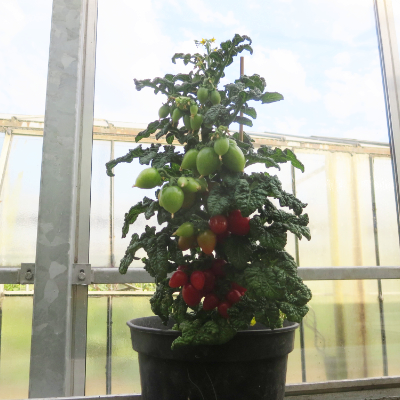 Kleine Tomatenpflanze mit Schmackhaften Tomaten 