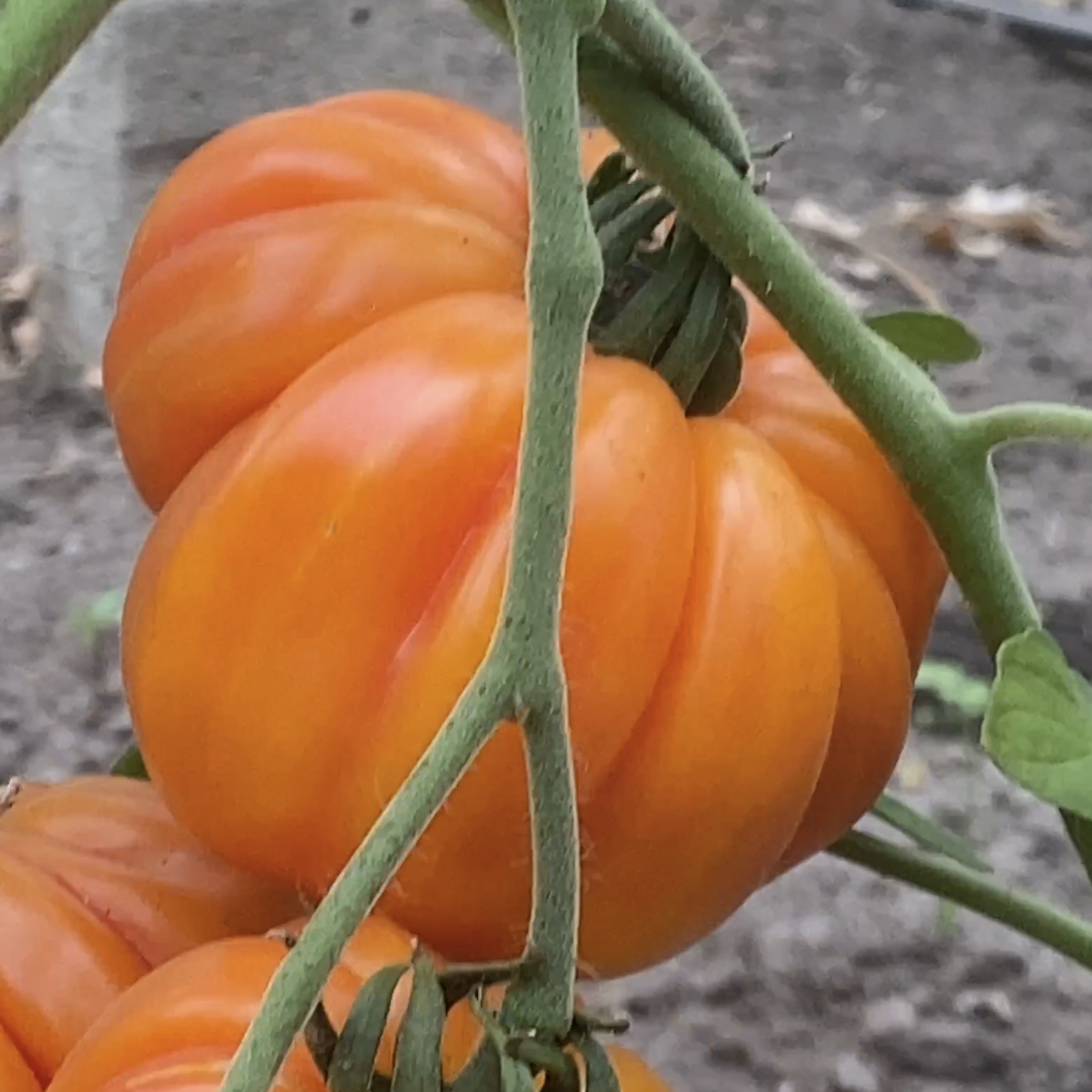 Tomatensaatgut Märchenfeuer