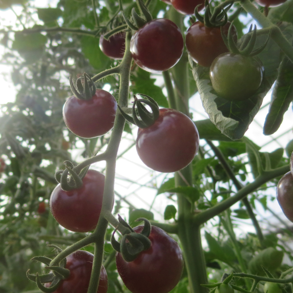 Rot und Blaue Tomararitäten