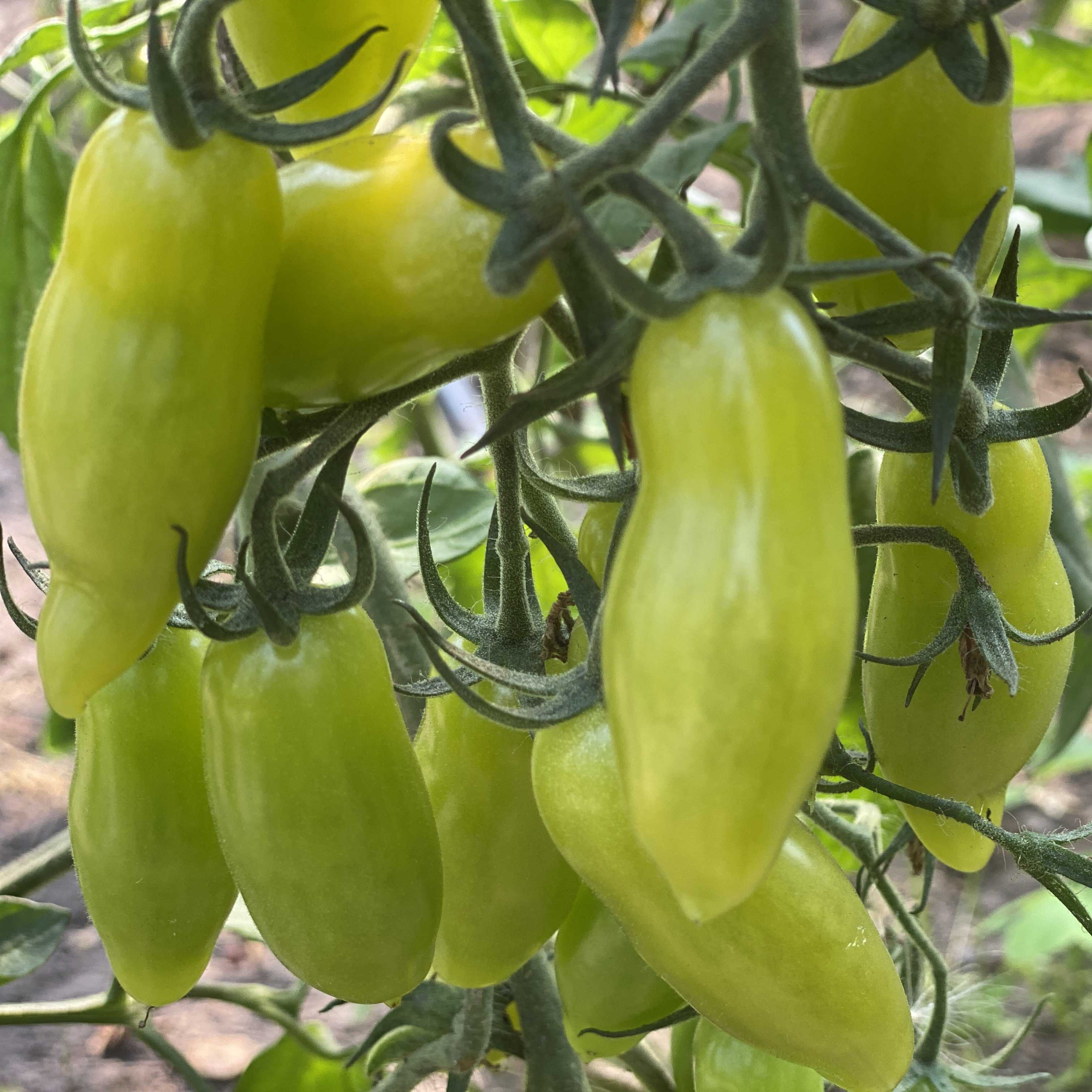 Tomatensaatgut My Dancing Green Fingers