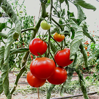 Rote Demeter Tomate