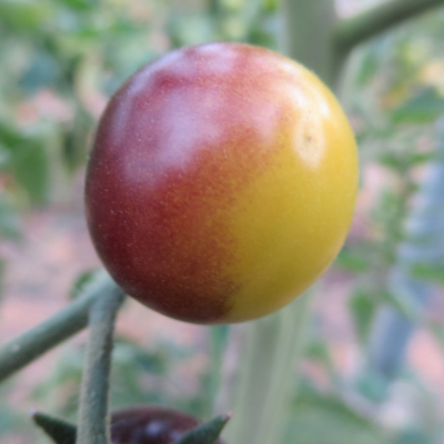 Orange/Blaue schöne Tomatenfrucht