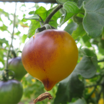 Orange/Gelbe Tomatenrarität