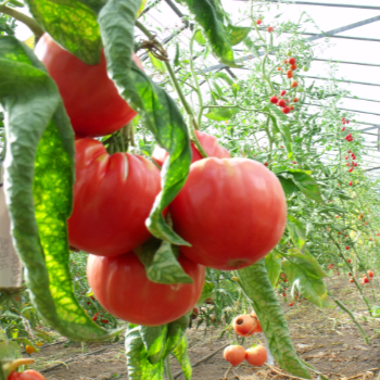 Rot und Pinke Bio Tomate