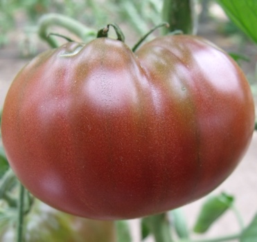 Braune Demeter Tomatenfrucht
