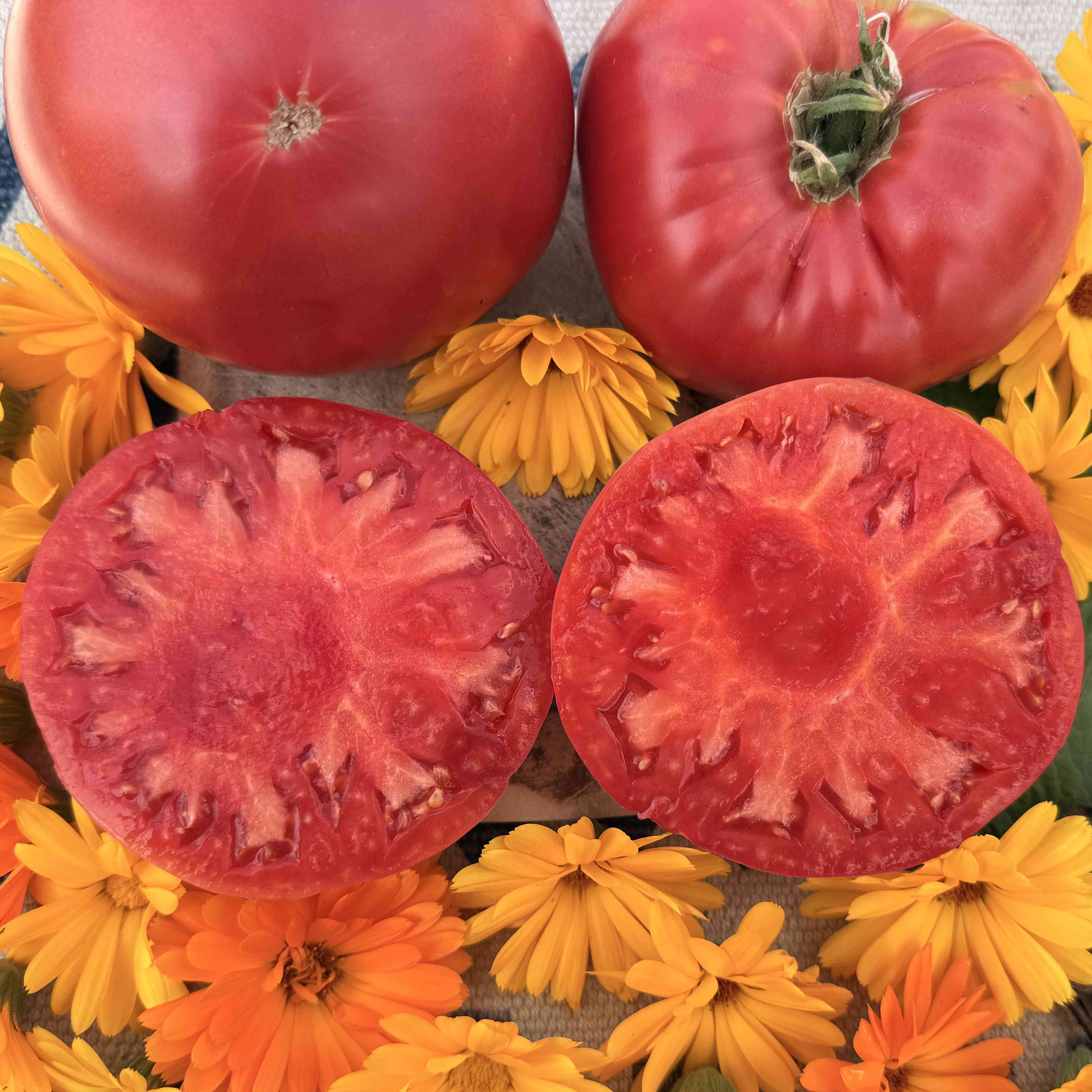 Tomatensaatgut Cabin Fever