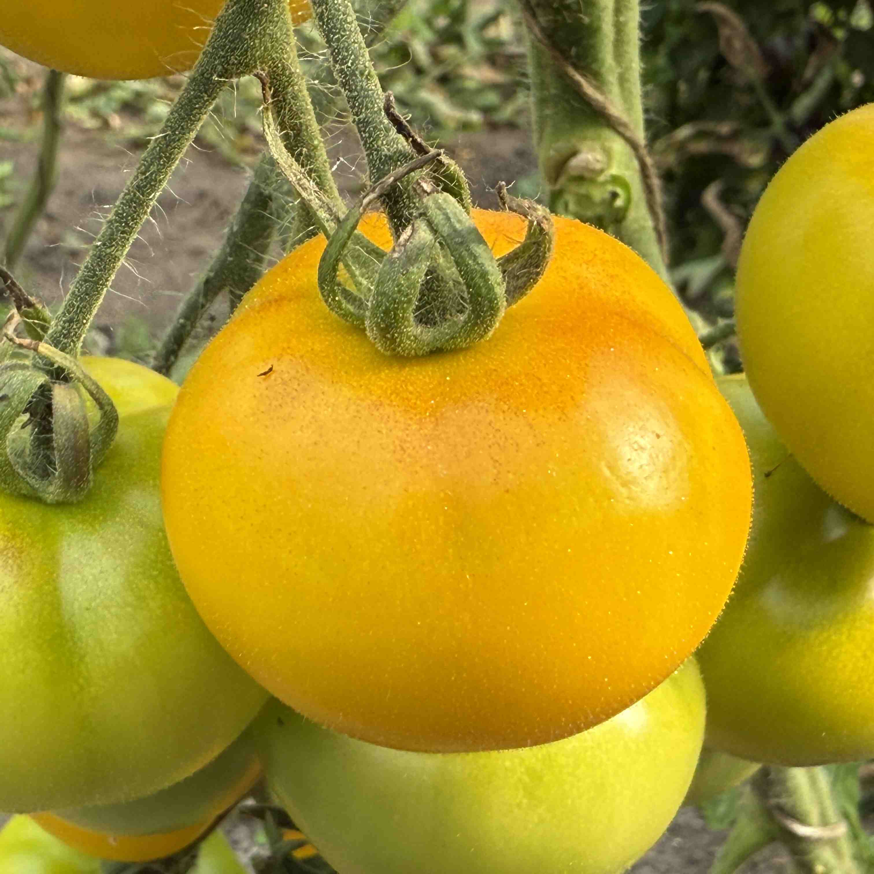 Tomatensaatgut Gelbe von Thun