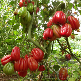 Rote wunderschöne Bio Tomatenfrüchte