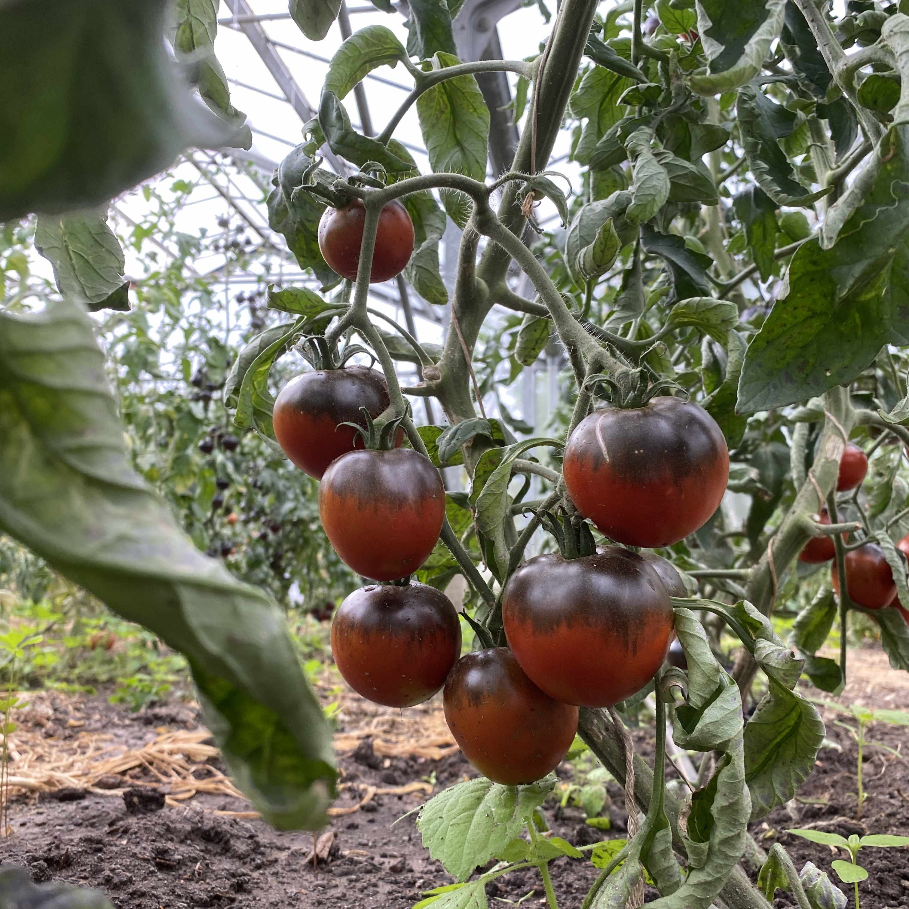 Tomatensaatgut Blue Chocolate