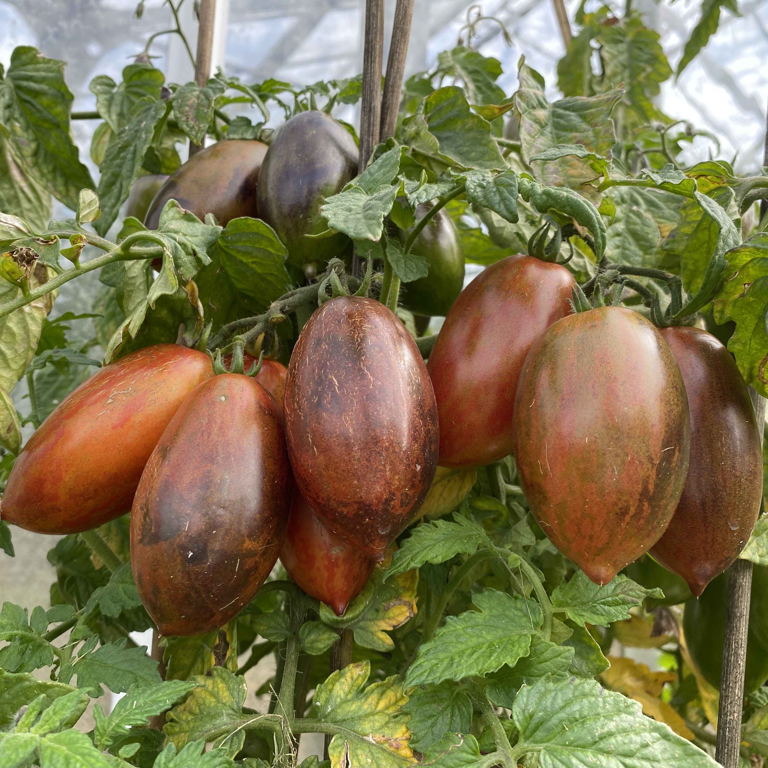 Tomatensaatgut E-Glut