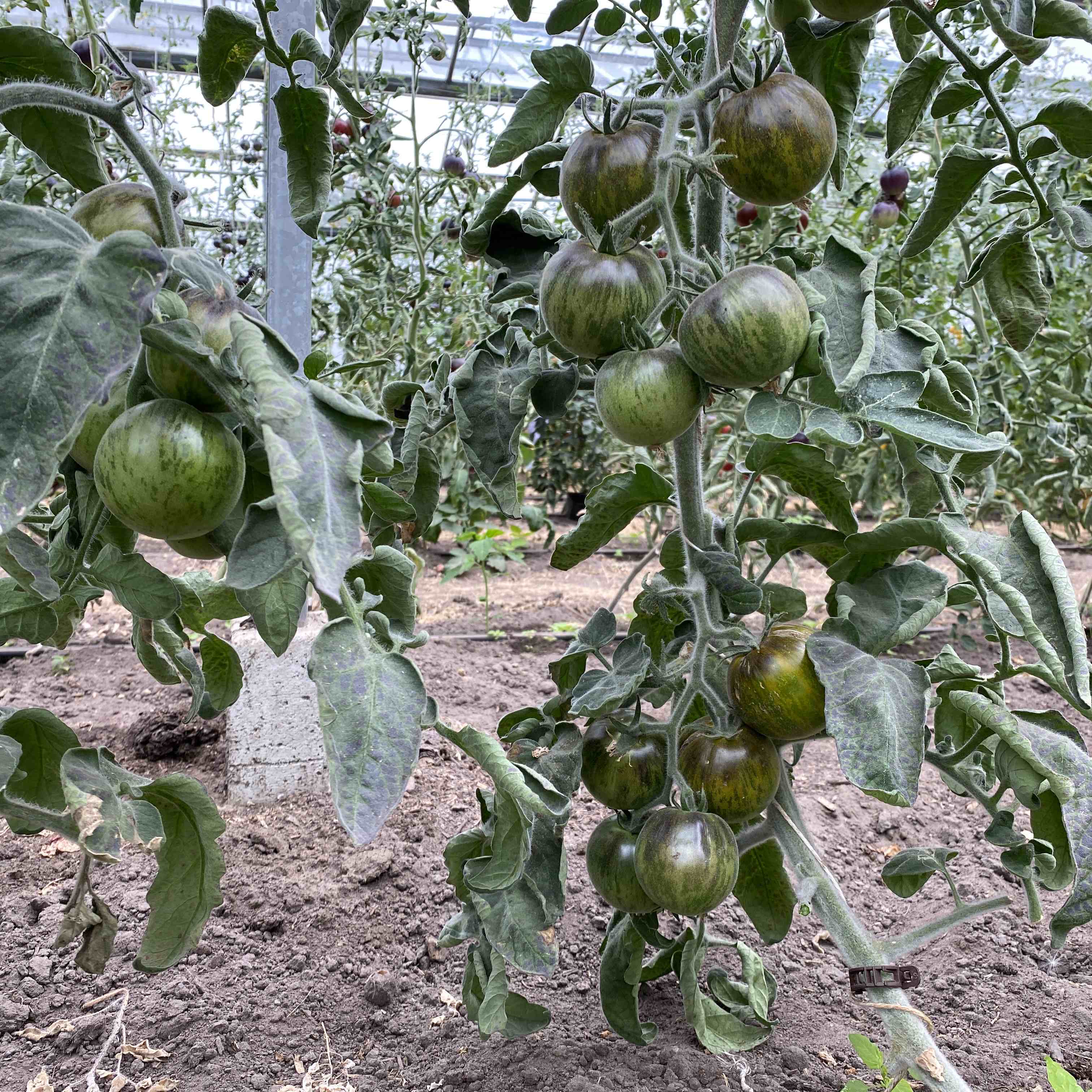 Tomatensaatgut Pride of Flanders Woolly