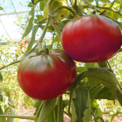 Rote Tomatenfrucht mit günem Kopf