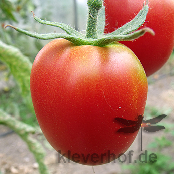 Rote Tomatenvielfalt mit schönem Geschmack 