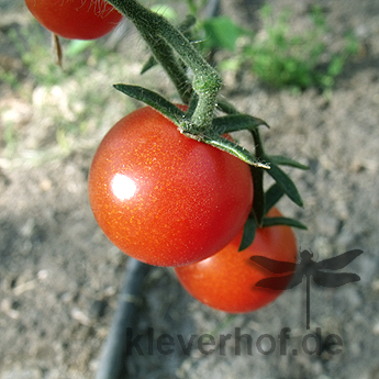 Rote Cherry Tomatenvielfalt