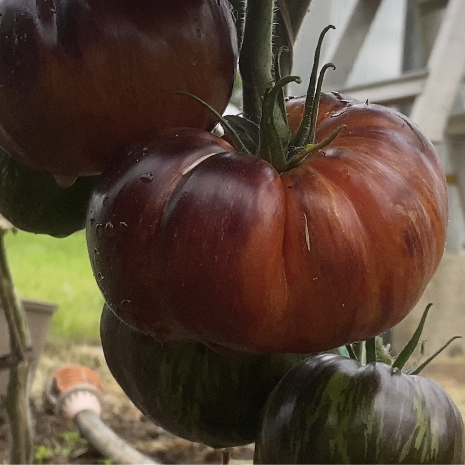Tomatensaatgut E-Obsidian