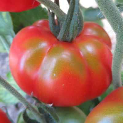 Rote Tomatenvielfalt mit schönem Geschmack