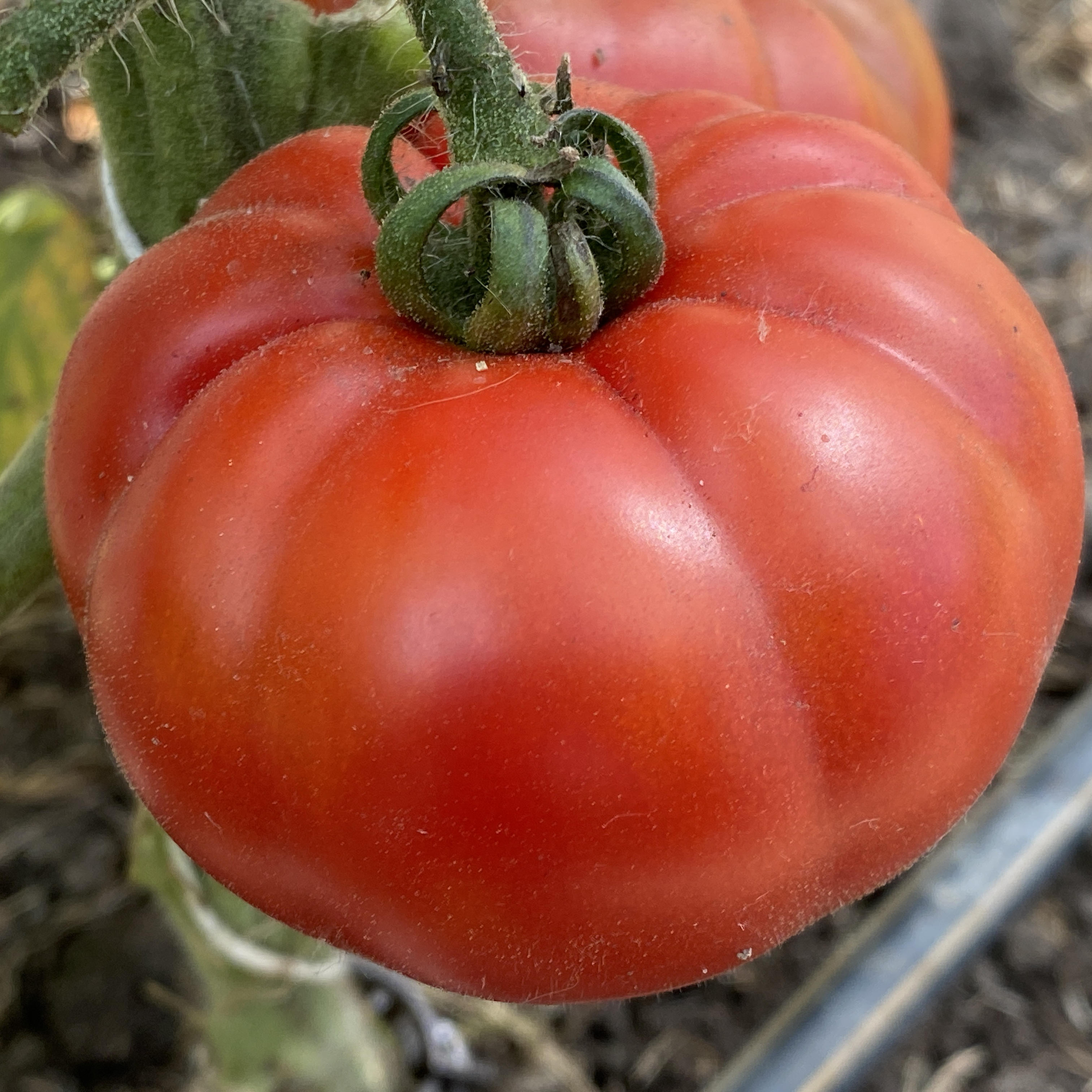 Tomatensaatgut Costoluto Fiorentino