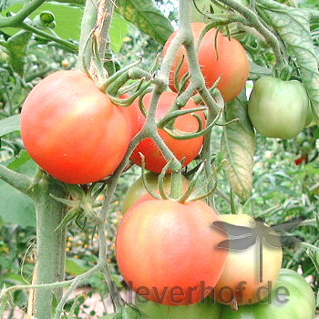 Rote Tomatenraritäten mit Geschmack
