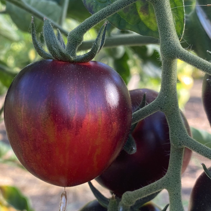 Rot und Blaue Paradeiser mit echtem Geschmack