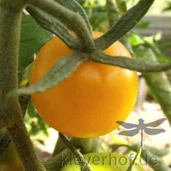 Gelbe Cherry Paradeiser
