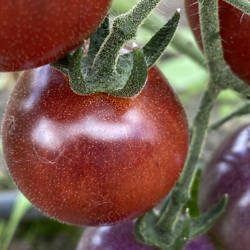 glänzende violette tomate
