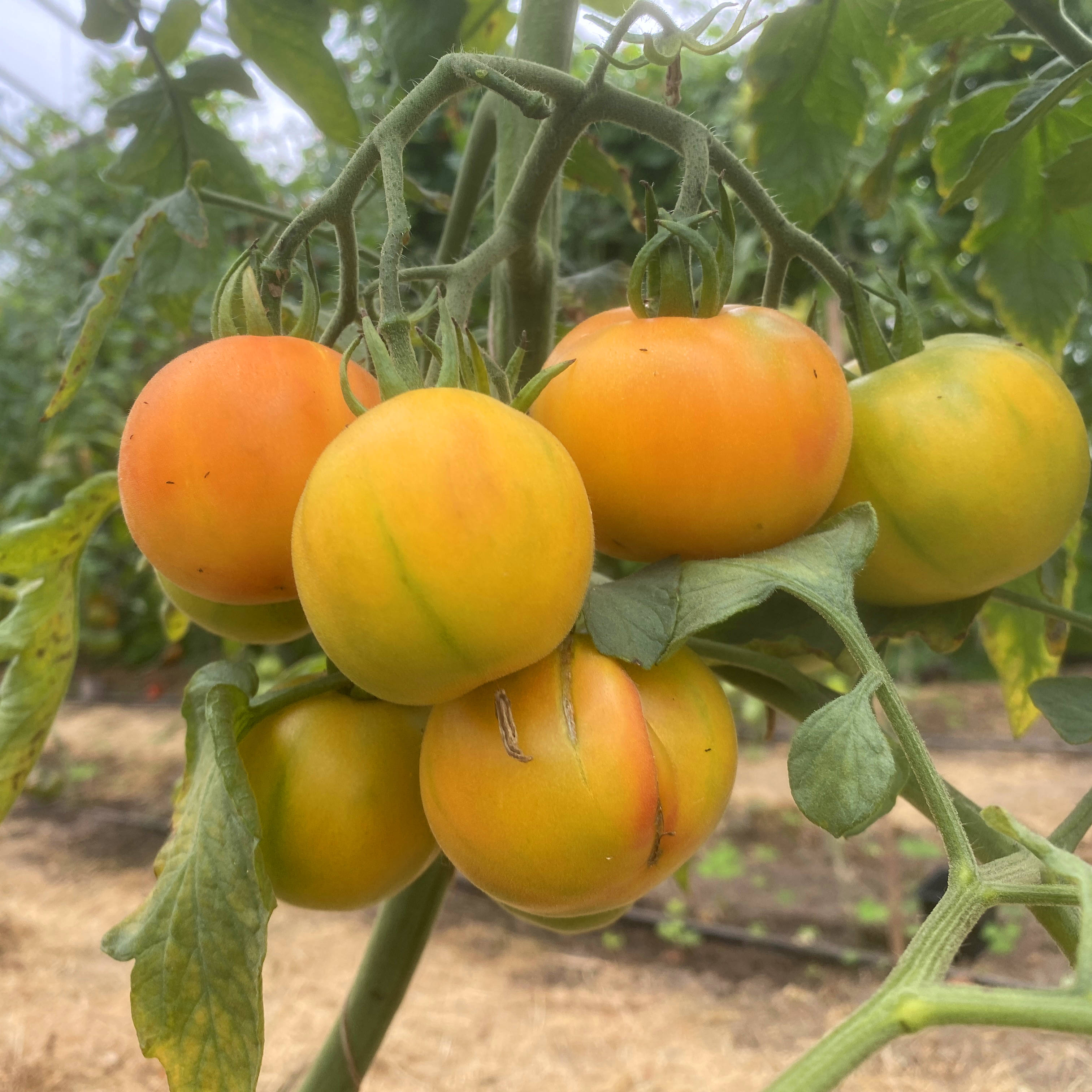 Tomatensaatgut E-Beach