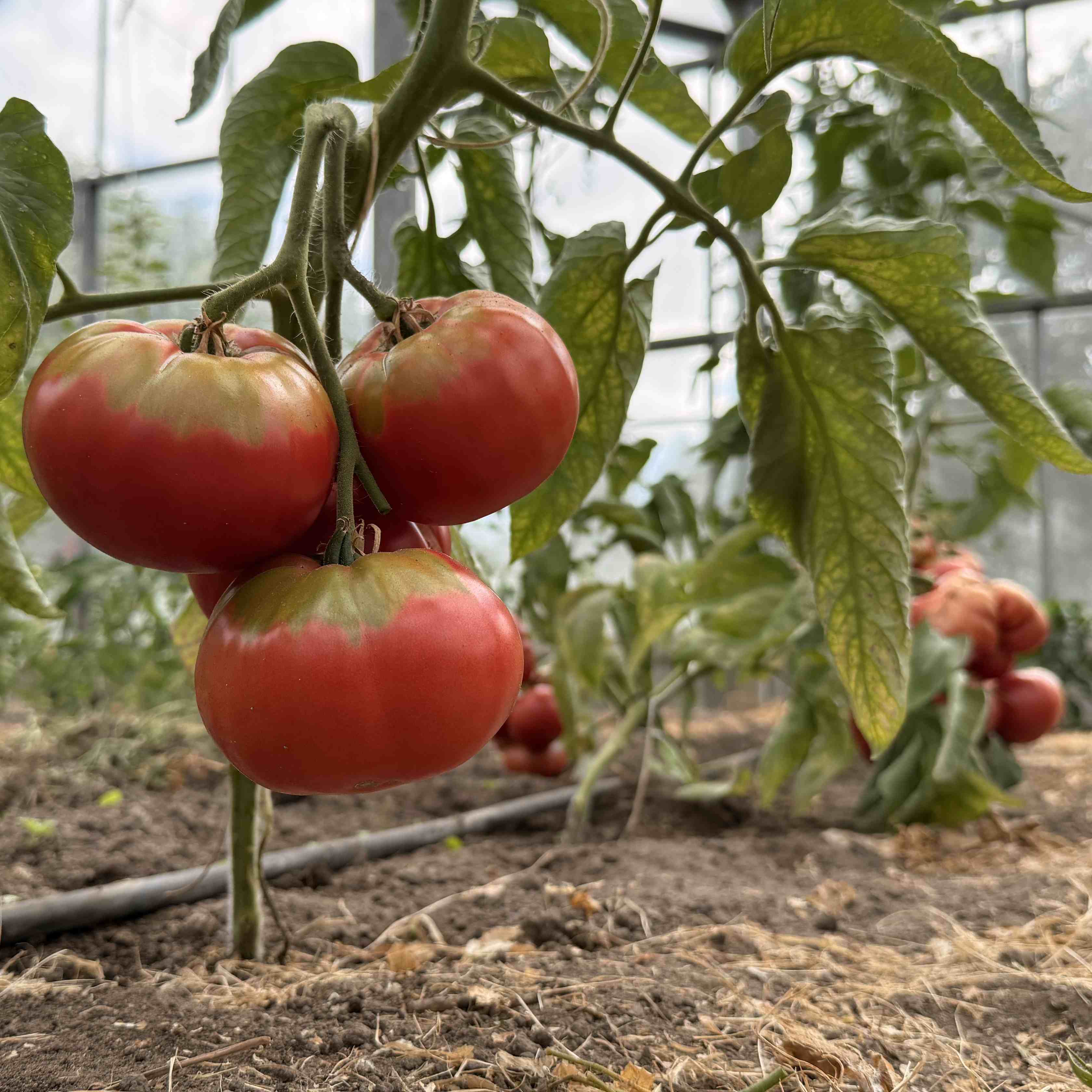 Tomatensaatgut Cabin Fever