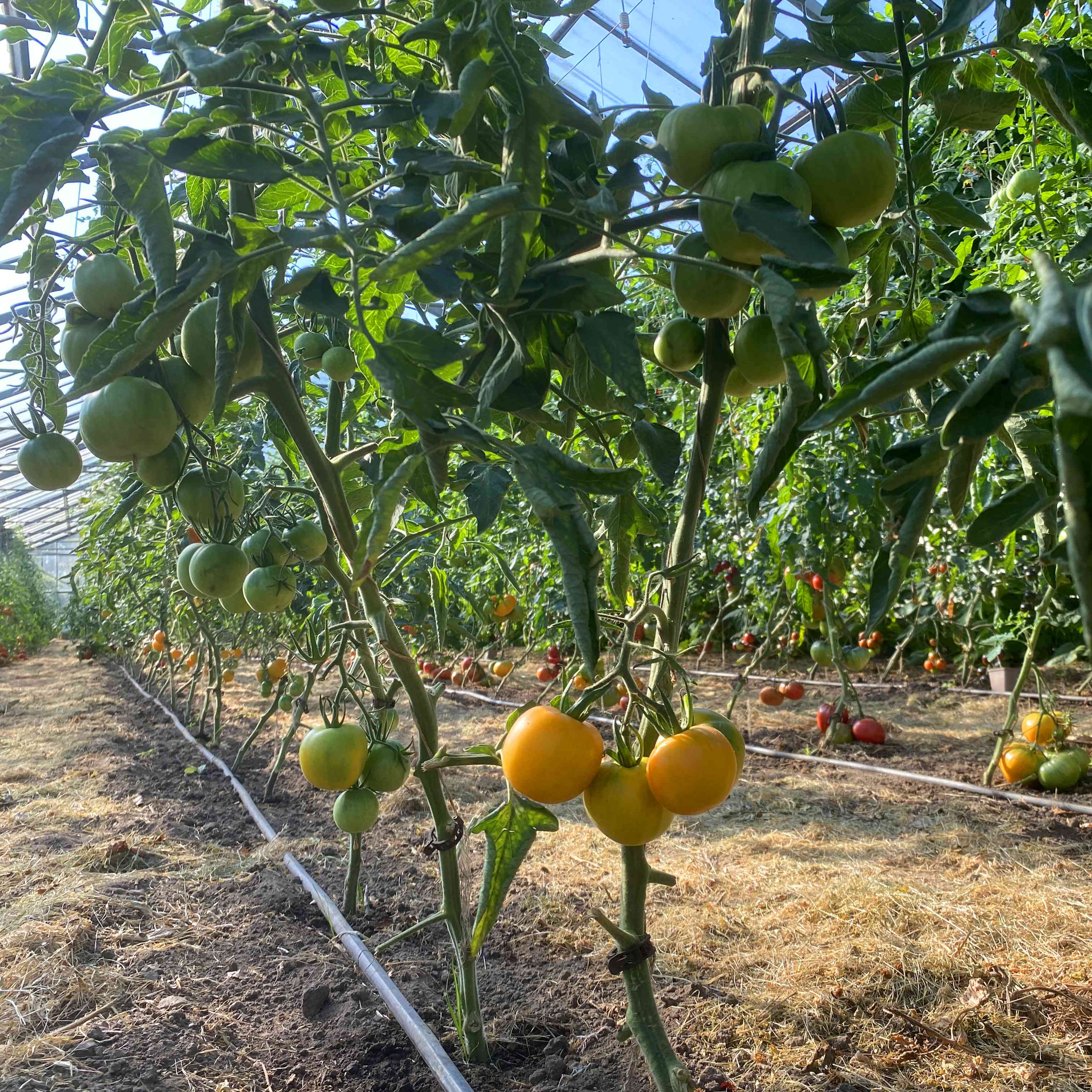 Tomatensaatgut E-Beach