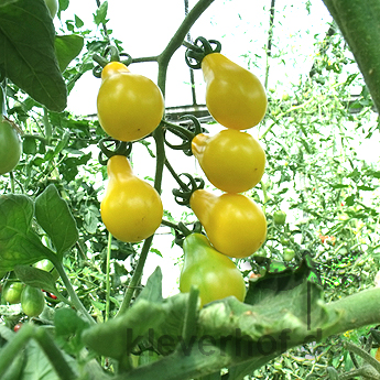 Gelbe Tomatensorte in Birnenform
