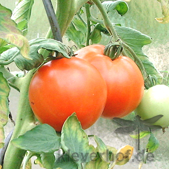 Orange Paradeiser