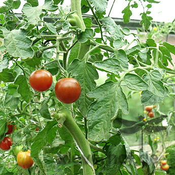 Braune cherry Tomatensorte am Strauch