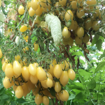 Gelb/weißer cherry Tomatenstrauch