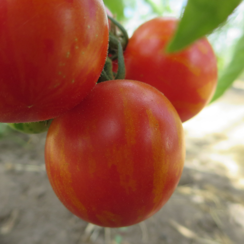 Rot/Orange  gestreifte Paradeiser
