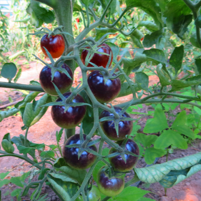 Orange/Blaue Tomatenfrucht  mit exotischem Geschmack