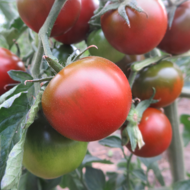 Rot/Braune Tomatenfrucht mit Gutem Geschmack