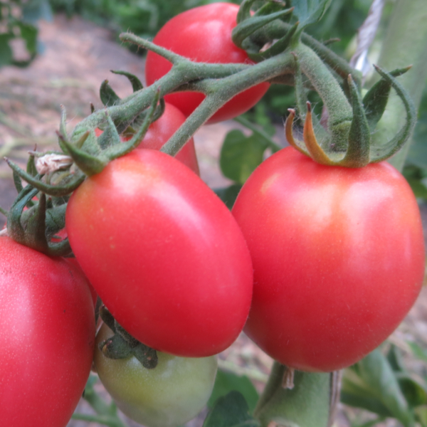 Rot/Pinke Geschmackvolle Bio Tomate