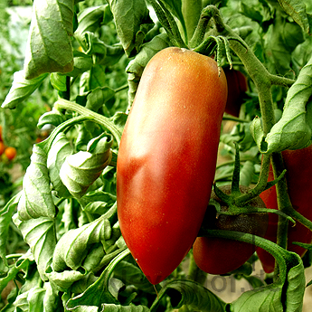 Braune und Rote längliche Tomatensorte mit Geschmack