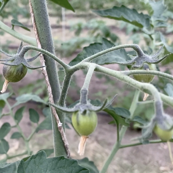 Tomatensaatgut Märchenglanz