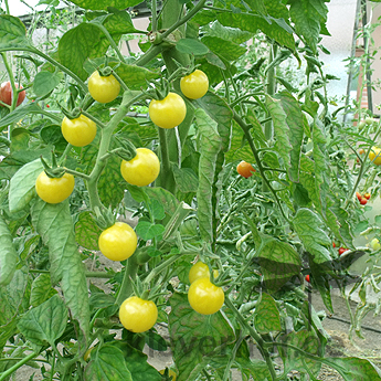 Gelbe cherry Tomatenvielfalt