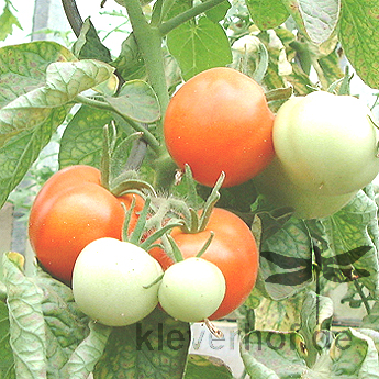 Rote Tomate mit Geschmack