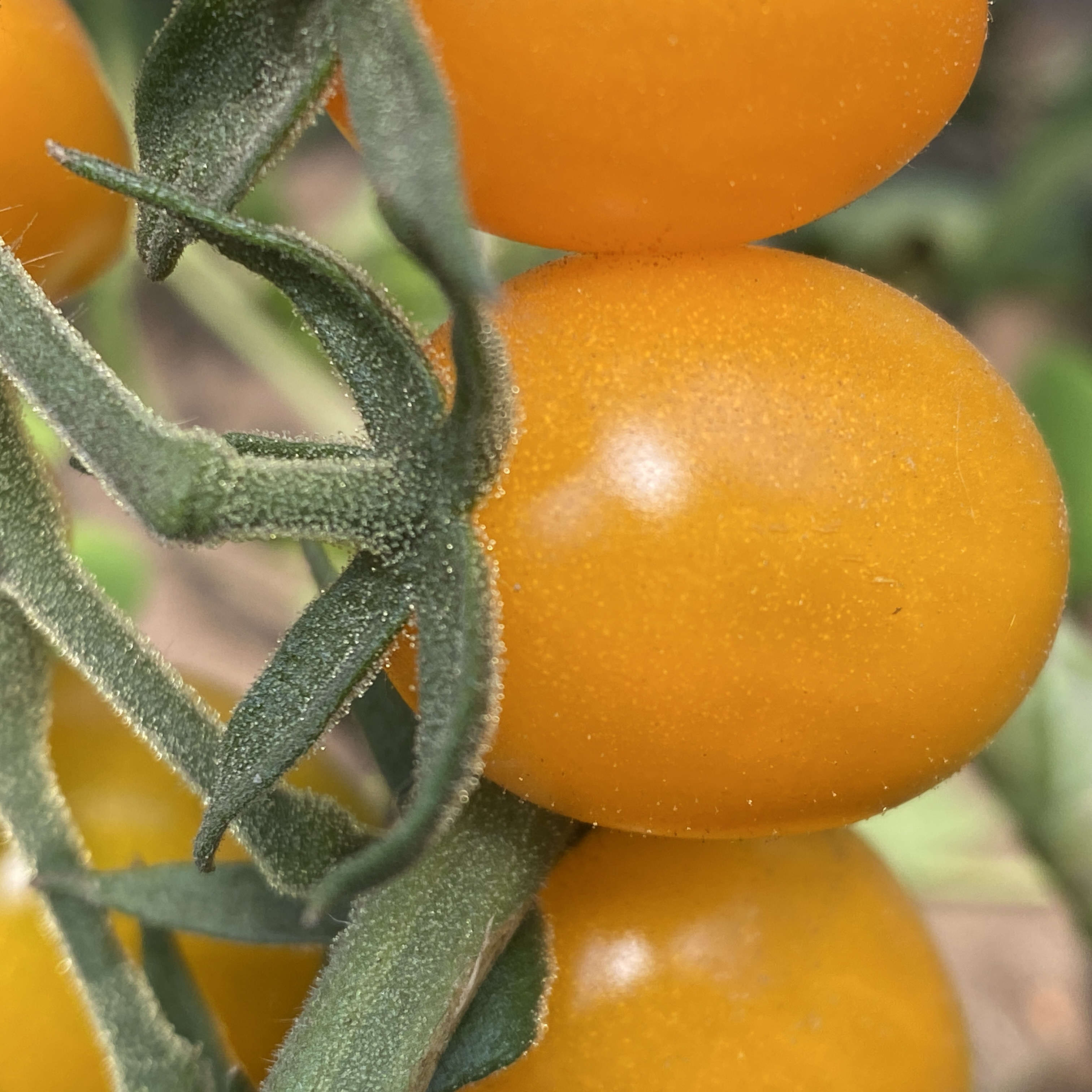 Tomatensaatgut Küstengold