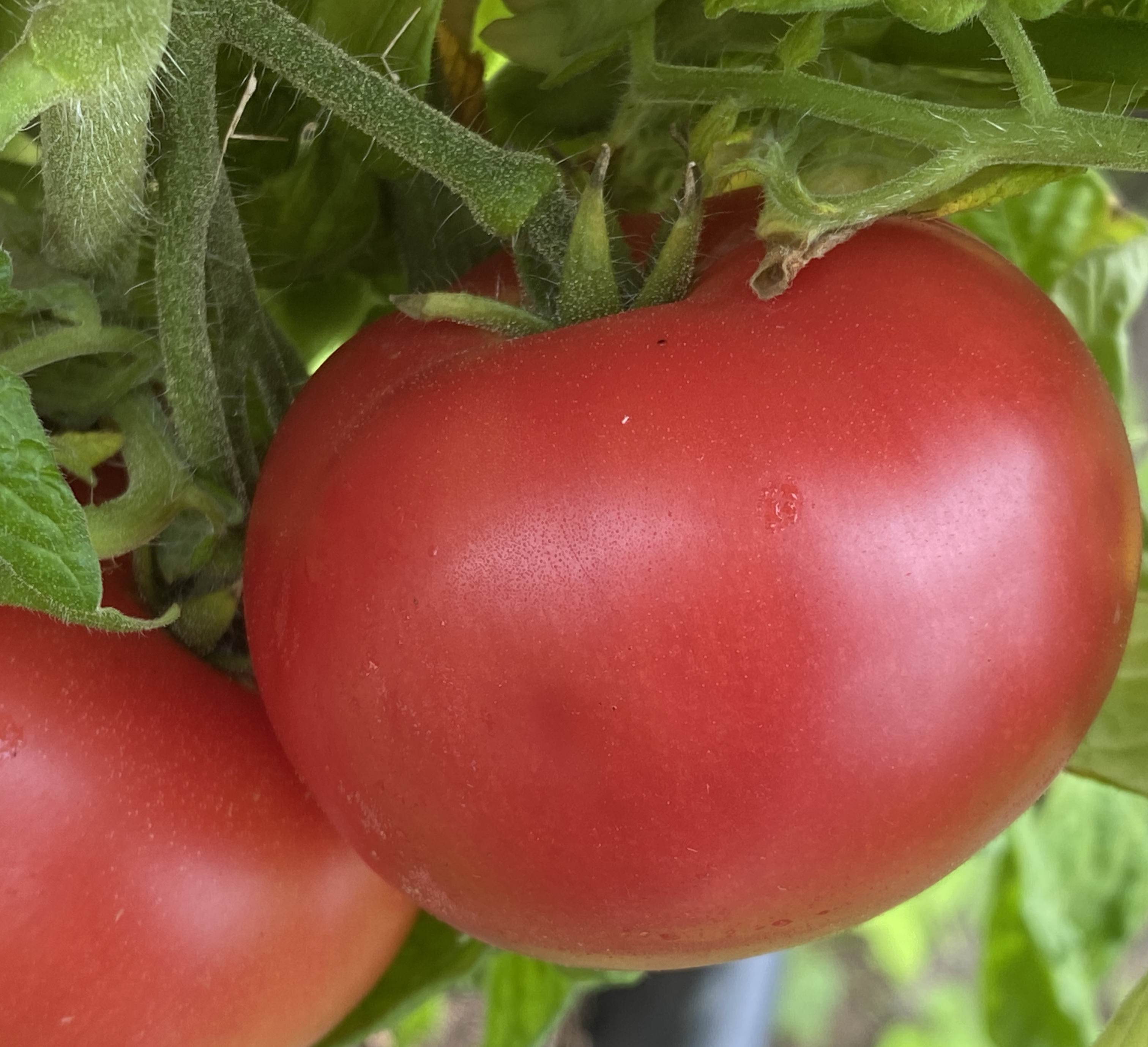 Tomatensaatgut Dwarf Champion
