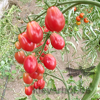 Rote Cherry Bio Tomatensorte