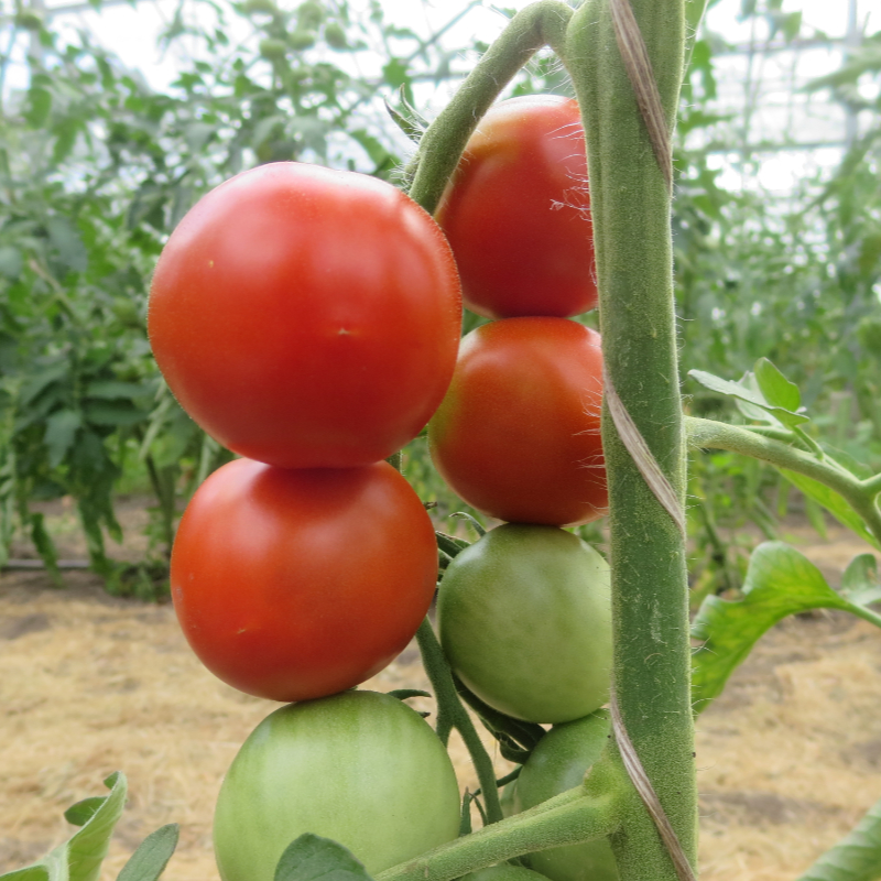 Rote Tomatenvielfalt mit echtem Geschmack