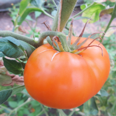 Orange Bio Paradeiser